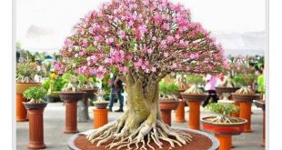 cara menanam bonsai kamboja