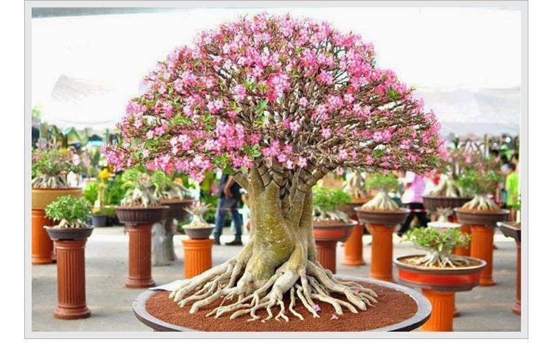 cara menanam bonsai kamboja