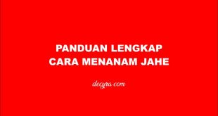 cara menanam jahe