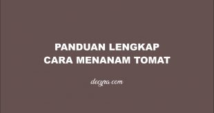 cara menanam tomat