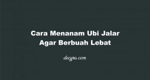 Cara Menanam Ubi Jalar Agar Berbuah Lebat