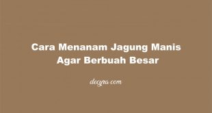 Cara Menanam Jagung Manis Agar Berbuah Besar