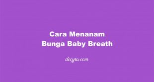 Cara Menanam Bunga Baby Breath