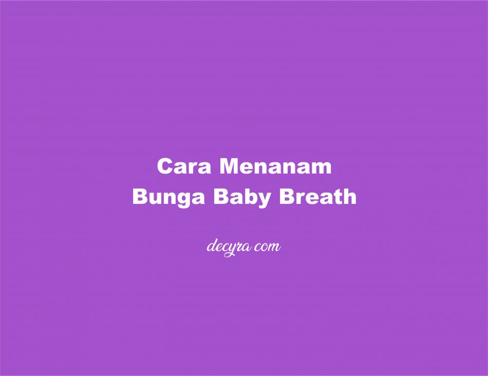 Cara Menanam Bunga Baby Breath