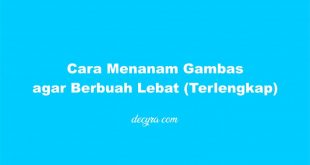 Cara Menanam Gambas agar Berbuah Lebat