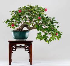 Camellia Japonica Bonsai