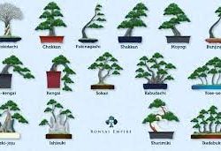 https://berita.99.co/gaya-bonsai-paling-unik/