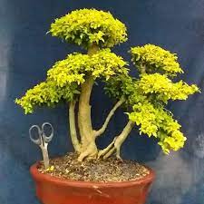 Bonsai Brokoli Kuning
