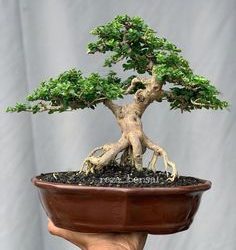 bonsai_sancang