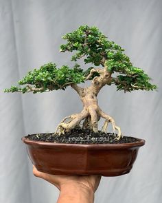 bonsai_sancang